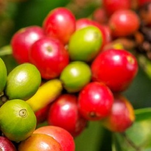 Agricultural Commodities